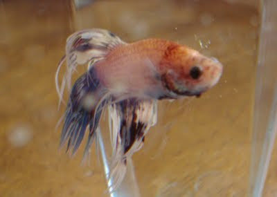 betta splenden