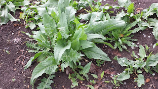 Spinach Dock, Lapad, Growing Wild, Yambol,