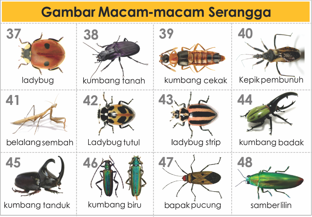 Ide 27 Macam Macam Serangga 