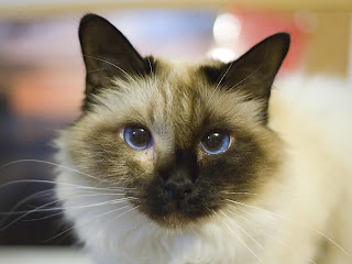 Birman Cat Wallpaper