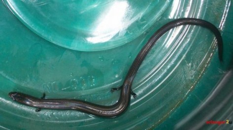 ular berkaki 4 malaysia 4 Gempar Ular Hitam Berkaki 4 Ditemui 