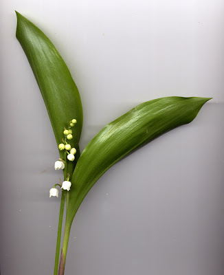 Brin de muguet