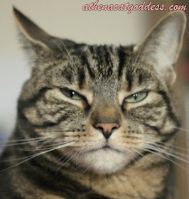 Athena Cat Goddess Wise Kitty
