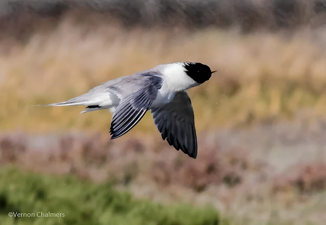 Swift tern in flight : Woodbridge Island, Cape Town Frame 2 / 5  Copyright Vernon Chalmers Photography