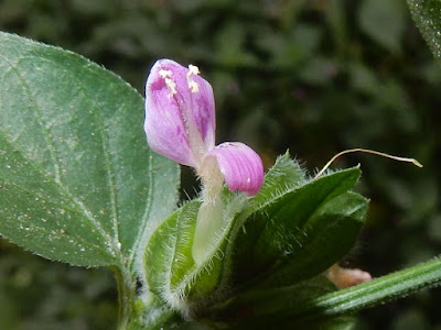 華九頭獅子草的花