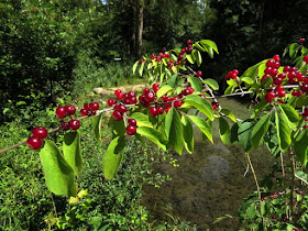 European shrubs