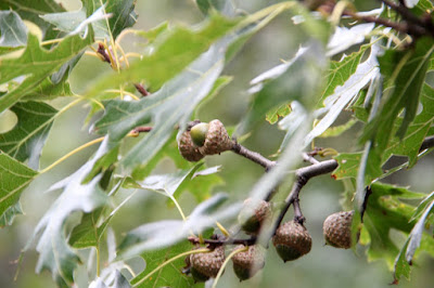 acorns growing on oak branches