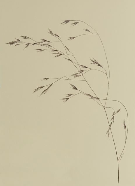 Grass Study 3