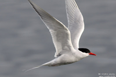 familida Laridae gaviotin sudamericano Sterna hirundinacea