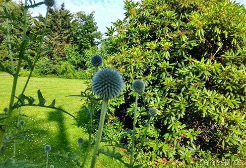 7-14-14 seed head or flower