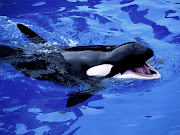 Baleia Orca