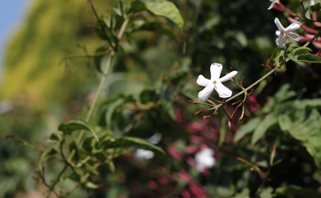 Jasminum Polyanthum Flowers