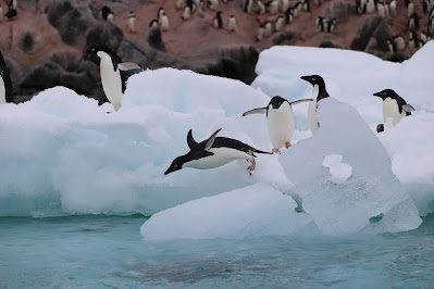 Adélie penguin jumping into the water