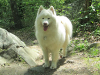 Kiko the Samoyed, Mascot of New England Pet Hospice