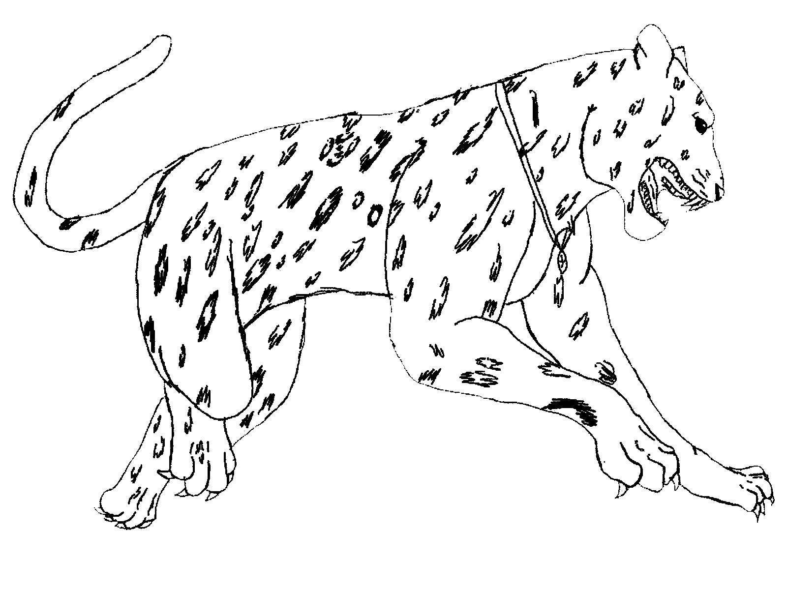 Jaguar Animal Coloring Pages  Realistic Coloring Pages