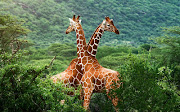. mayor conocimiento acerca de los animales salvajes y que reconozcan las . (jirafas en la sabana en su habitat natural paisajes de africa animales enormes)