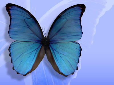 HD Butterfly Wallpapers 