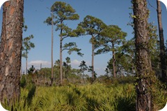 Bon Secour National Wildlife Refuge