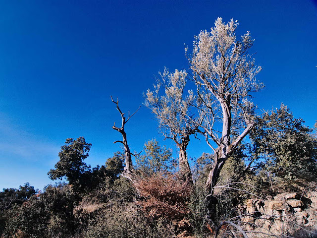 Camino de Benedé