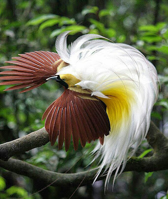  bird of paradise burung surga