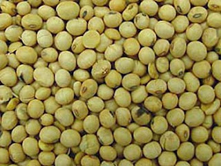 Soybean