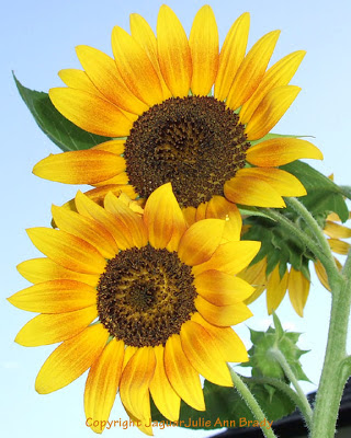 Two Pretty Sunny Yellow Sunflower Blossoms