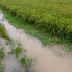 Kabupaten Madiun Catat Kerugian Capai Rp8,5 Akibat Banjir