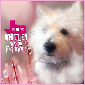 Whitley the Westie Forever badge