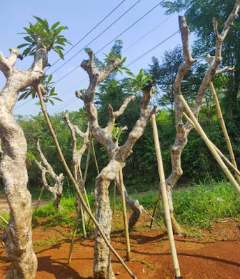 Pohon Kamboja Fosil