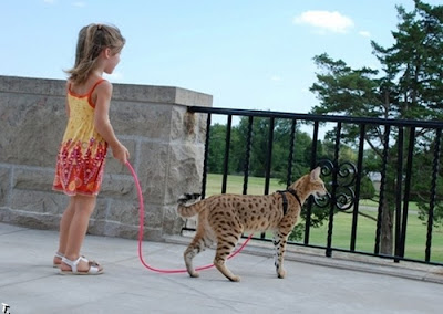 tallest domestic cat