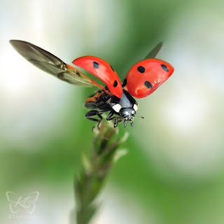 Beautiful Pictures of Lady Bug
