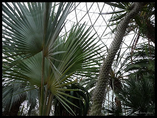 fan palms