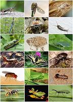 Collage of images of different types of insects including grasshoppers, mosquitoes, beetles and spiders. Insects come in different shapes and sizes, as well as different colors and patterns. Some insects sit on leaves or branches, while others fly.
