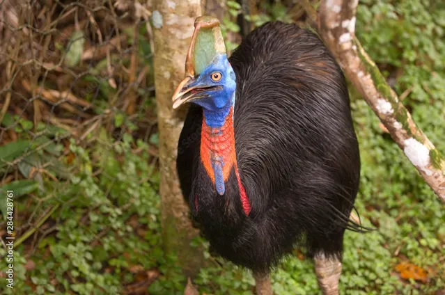 Casuar-do-Sul-papua-nova-guine
