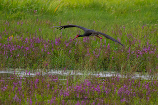 Wildlifefotografie Lippeaue Schwarzstorch