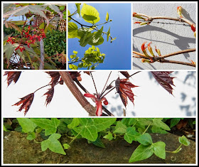 a few of my favourite garden plants doing so well - 'growourown.blogspot.com' ~ an allotment blog