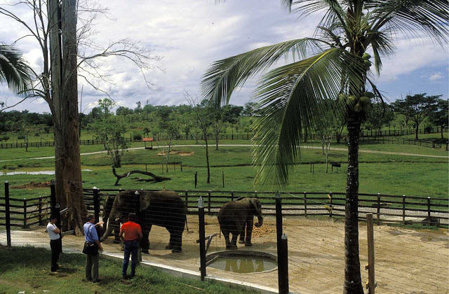 The elephants of the hacienda. 