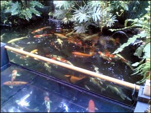 gambar-kolam-ikan-hias-terbaru-2015