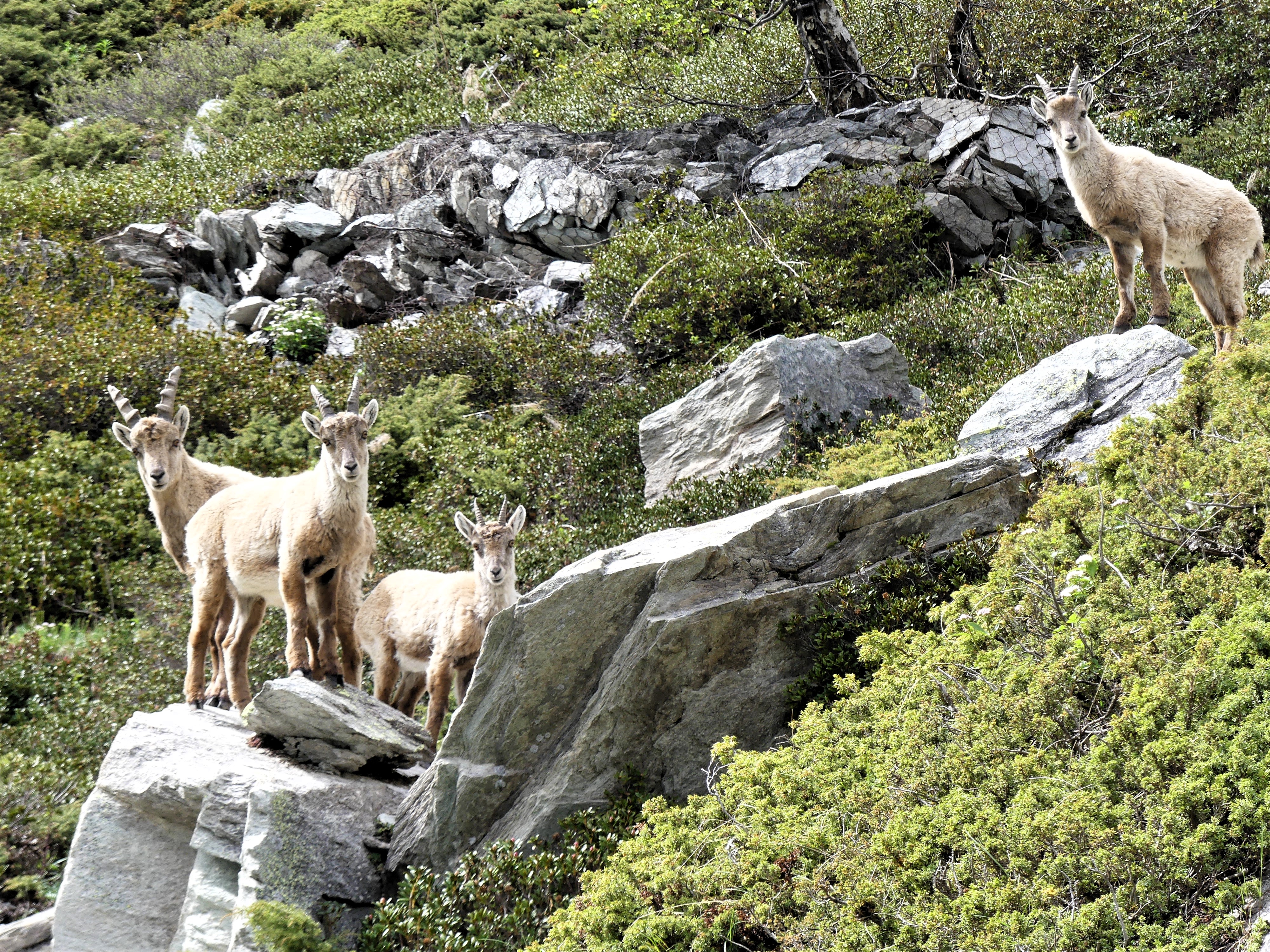 Au cœur de la nature : stratégies clés pour une photographie animalière efficace