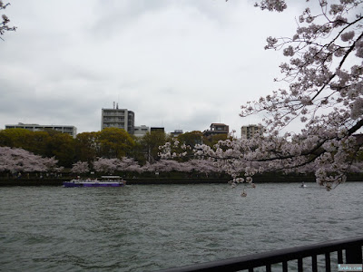 河川敷の桜