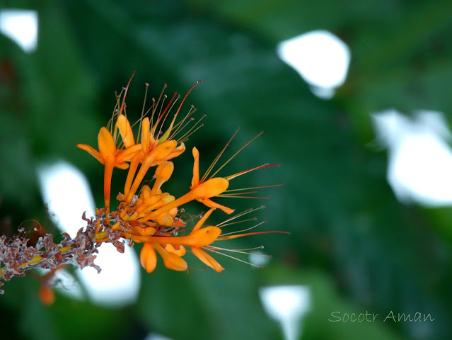 Saraca asoca