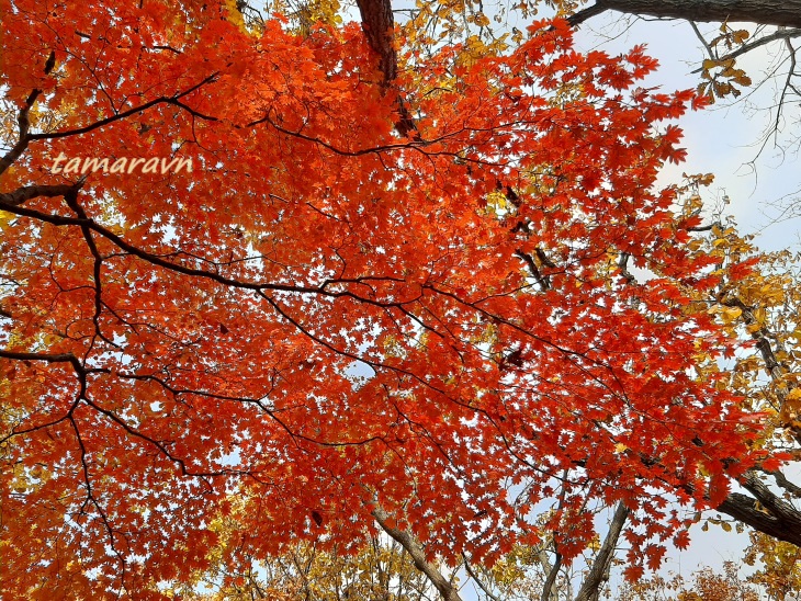 Клён ложнозибольдов (Acer pseudosieboldianum)