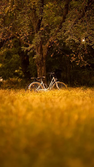 Wallpaper Bike, Trees, Forest, Nature, Grass