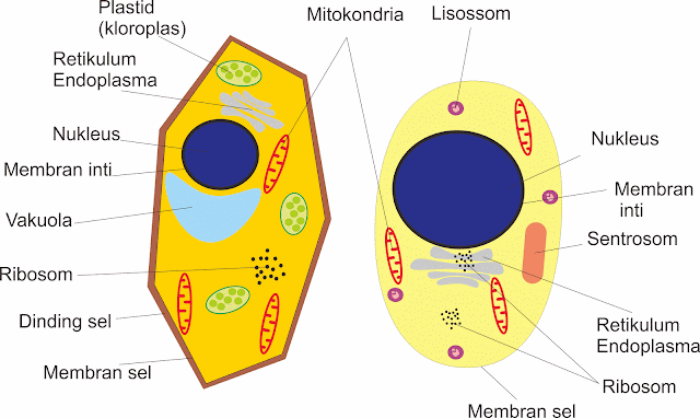 Tabel Perbedaan Sel  Prokariotik dan Eukariotik Beserta  