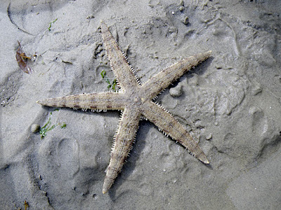 Sand-sifting Sea Star (Archaster typicus)