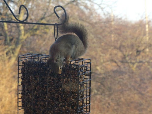 red squirrel