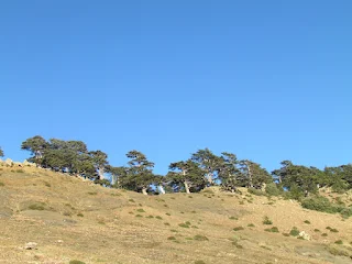 Atlasceder, Atlas cedar, cèdre de l'Atlas, Atlas-Zeder, atlaski cedar, Atlasz-cédrus, Cedro dell' Atlante, cedro-do-atlas, кедр атласский (kedr atlasskij), cedro del Atlas, 北非雪松 (bei fei xue song), الأرز الأطلسي