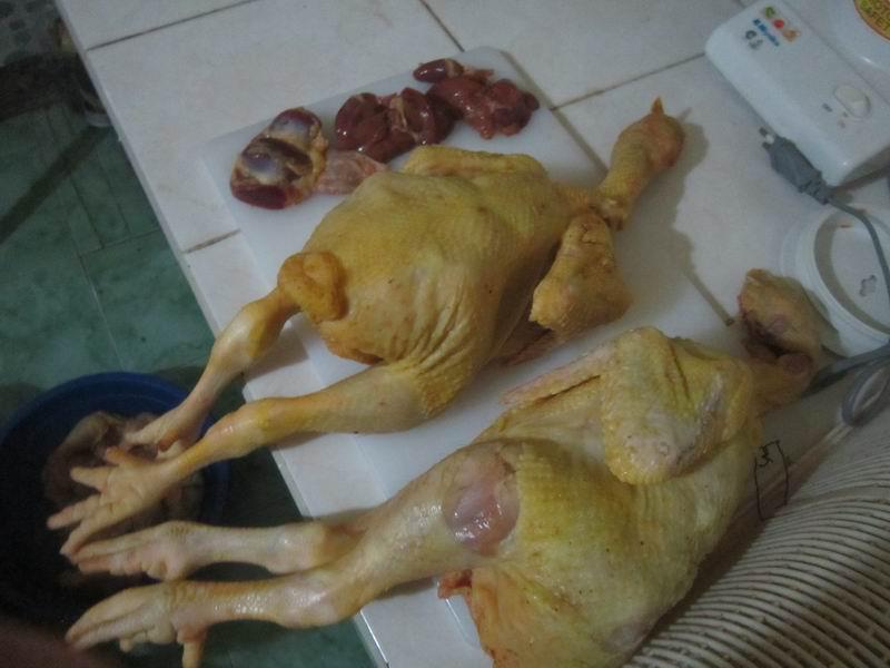 ternak ayam pejantan