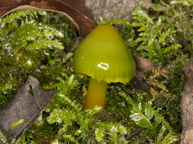 Parrot Waxcap, Hygrocybe psittacina. Young specimen. High Elms Country Park, 10 December 2011.