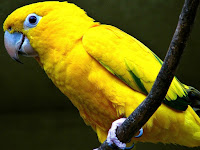 Yellow Parrot Picture